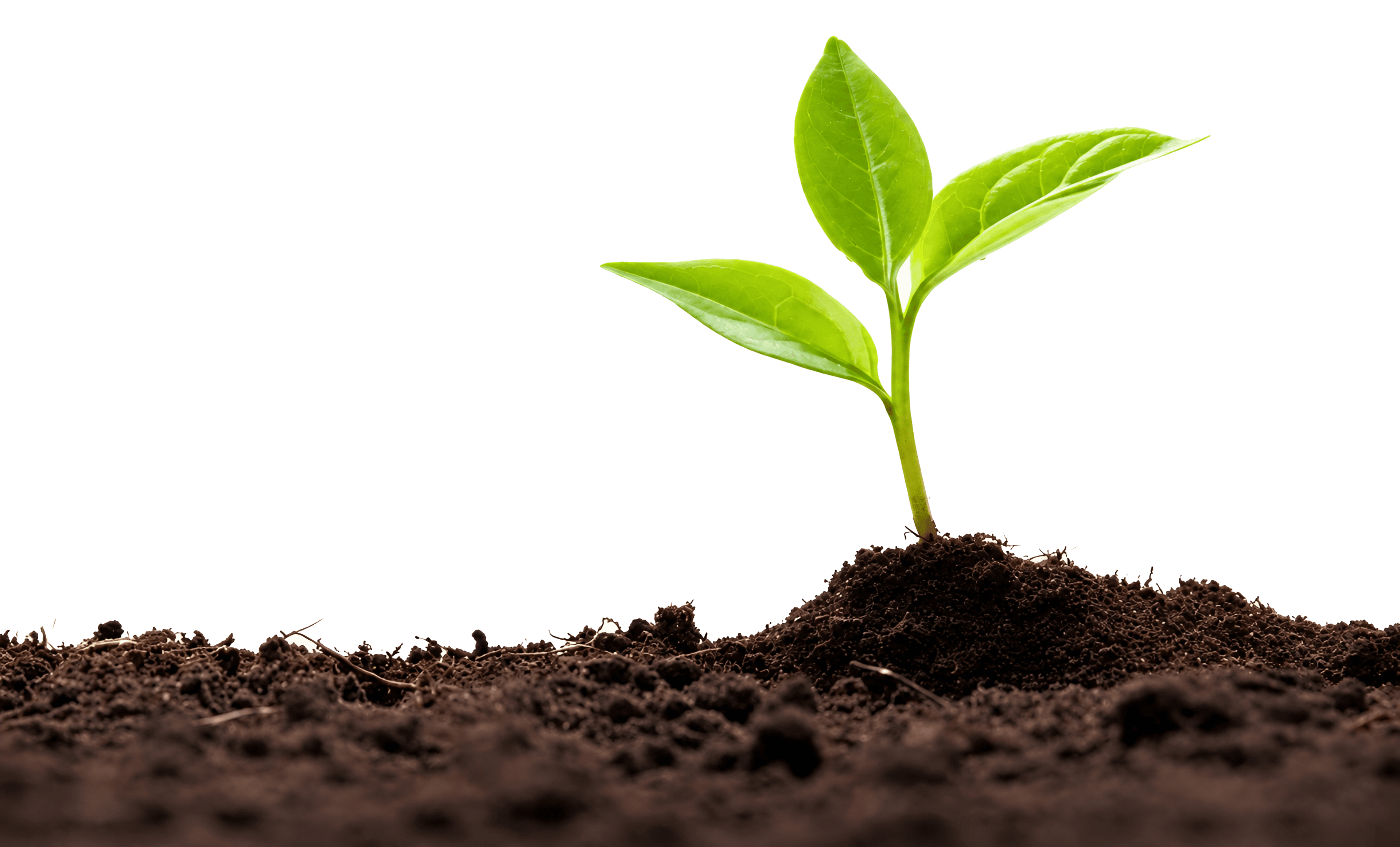 Soil decoration